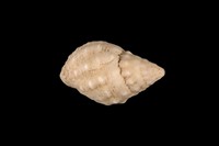 藏品(小白結螺)的圖片